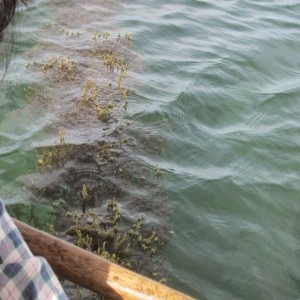 SEAWEED Project (11)