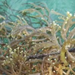 SEAWEED Project (13)