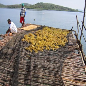 SEAWEED Project (16)