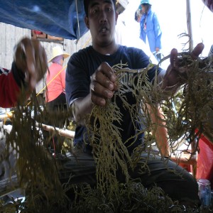 SEAWEED Project (24)