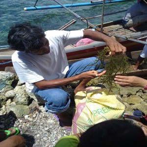 SEAWEED Project (7)