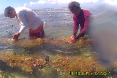 Seaweed-farming-Technology-Training-18