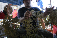 Seaweed-farming-Technology-Training-22