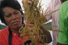 Seaweed-farming-Technology-Training-25