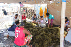 Seaweed-farming-Technology-Training-3