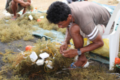 Seaweed-farming-Technology-Training-5